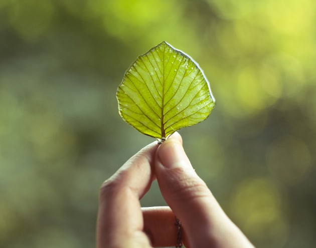 A hand holding a leaf